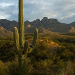 Saguaro Cactus