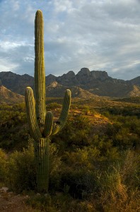Saguaro Cactus