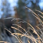 Grass at Sunset