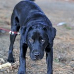 Sam the Dog