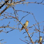The Bird