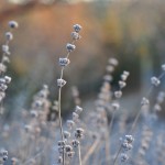 Lavender Stalks