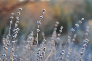 Lavender Stalks