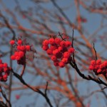 Red Red Red