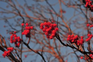 Red Red Red