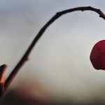 Red Berry