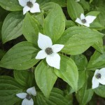 Dwarf Dogwood
