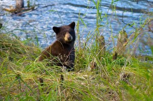 Cuddly Cub