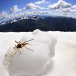Chillin Bug