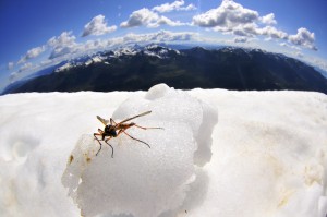 Chillin Bug