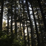 Through the Trees