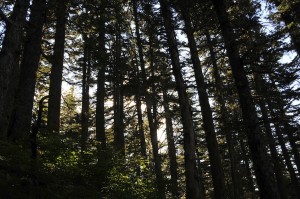 Through the Trees