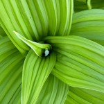 Greens