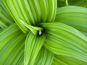 Greens