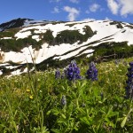Lupine
