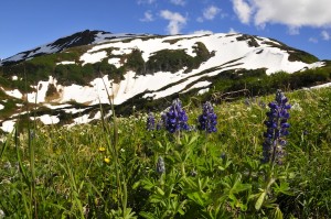 Lupine