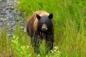 Grassy Bear
