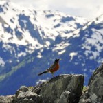 Rock and Robin