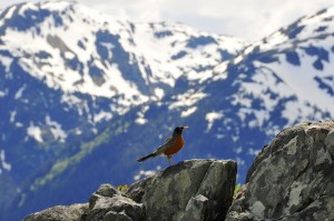Rock and Robin