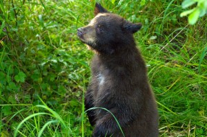 Curious Cub
