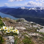 Perched Flowers