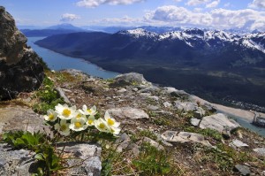 Perched Flowers