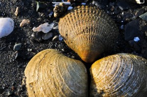 3 Seashells