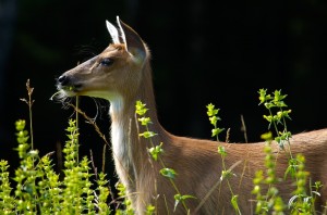 Auke Rec Deer