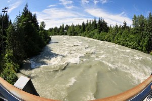 Mendenhall River rushing fast and high! Mendenhall River rushing fast and high!