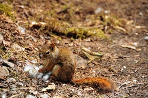 This squirrel loves his cottonwood all over his nose. This squirrel loves his cottonwood all over his nose.