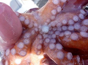 This octopus was a SUCKER for shrimp bait. (And the shrimp too.)