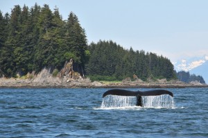 Whale tail. A real one, NOT one caused by the combo of low pants, high thong.