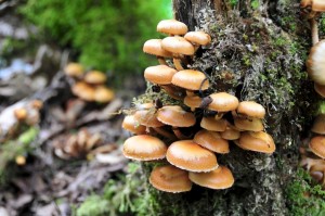 Fungus amongus. Fungus amongus.