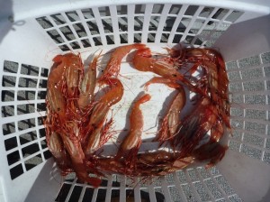 Shrimp basket.