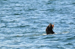 Seal playing with his food. (A flounder, if you were wondering.)