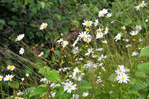 Daisies. Daisies.