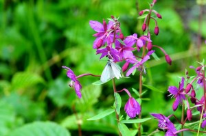 Butterfly and fireweed.