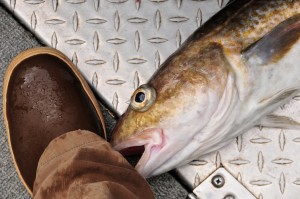 ATTACK OF THE TOMCOD!
