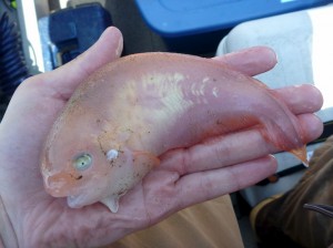 A snailfish. They are weird little guys.