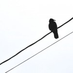 Raven on Wire Raven on Wire