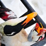 Common and King Eiders Common and King Eiders