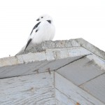 Barrow Snow Bird Barrow Snow Bird