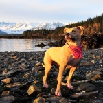 Zam the Super Dog