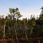 Outer Point Trees