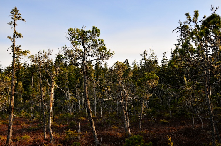 Outer Point Trees