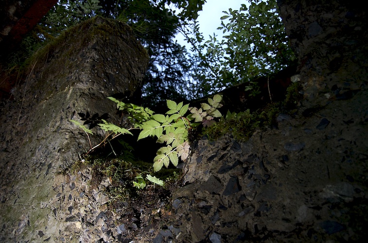 Growth on the Central Power Plant.