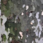 Bark Textures.