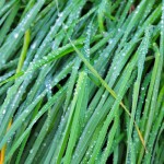 Grassy Rain