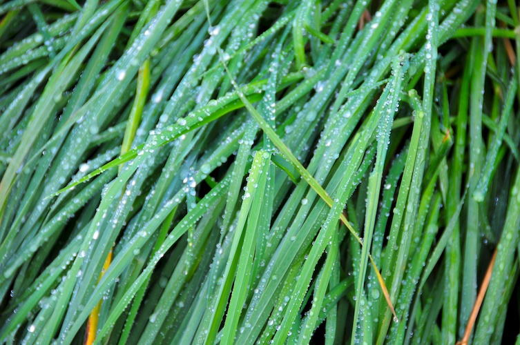 Grassy Rain