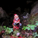 Forest Gnome